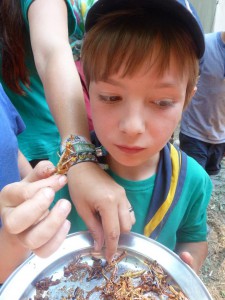 9 Insekten essen (10)