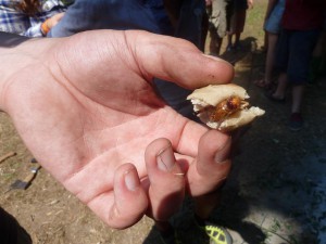 9 Insekten essen (8)